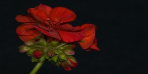 Geranium