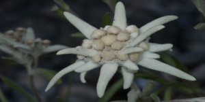 Edelweiss