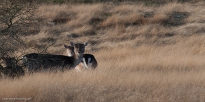 Amsterdamse Waterleidingduinen