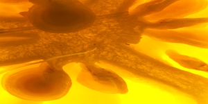 Groente & fruit deel 2