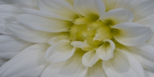 Macro opnames; bloemen en planten