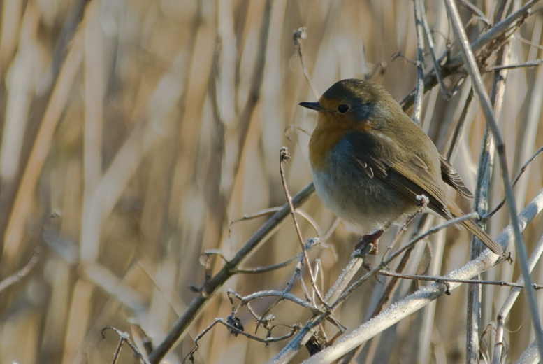 Roodborst