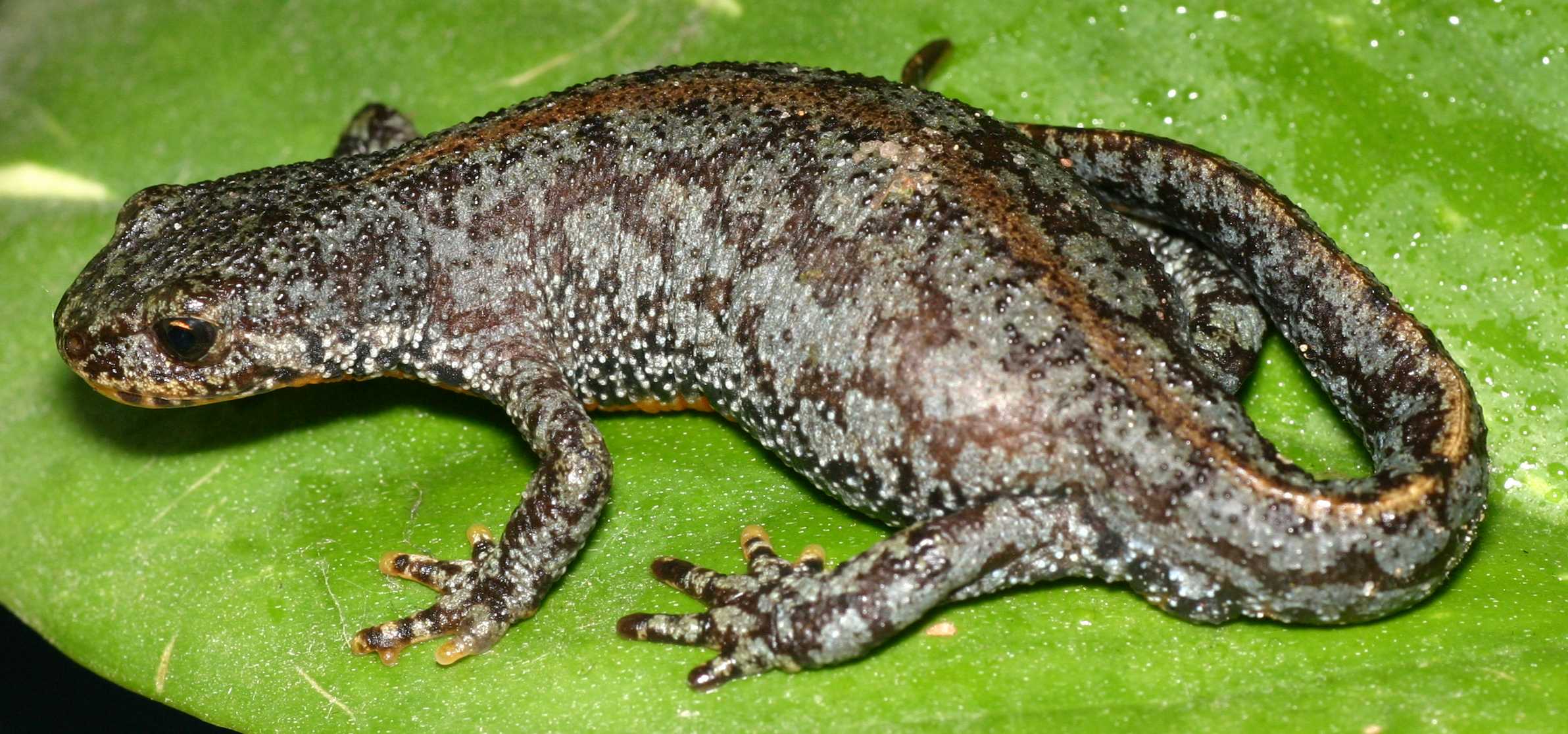 salamander